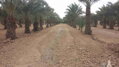 Phoenix Dactylifera 125/150cm