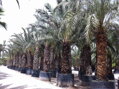 Phoenix Dactylifera 125/150cm