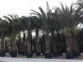 Phoenix Dactylifera 125/150cm