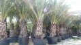 Phoenix Dactylifera 125/150cm