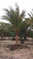 Phoenix Dactylifera 125/150cm