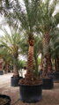 Phoenix Dactylifera 125/150cm