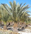 Phoenix Dactylifera 125/150cm