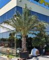 Phoenix Dactylifera 125/150cm