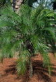Phoenix Roebelenii kmeň 180-200cm