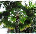 Pritchardia Pacifica - 10ks semien