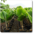Pritchardia Pacifica - 10ks semien