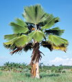 Pritchardia Pacifica - 10ks semien