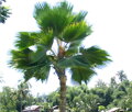 Pritchardia Pacifica - 10ks semien