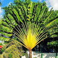 Ravenala Madagascariensis výška 350 - 450 cm 70Lt.