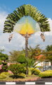 Ravenala Madagascariensis výška 350 - 450 cm 70Lt.