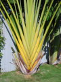Ravenala Madagascariensis výška 350 - 450 cm 70Lt.