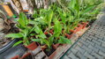 Ravenala Madagascariensis výška 350 - 450 cm 70Lt.