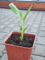 Ravenala Madagascariensis - 10ks semien