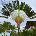 Ravenala Madagascariensis výška 350 - 450 cm 70Lt.