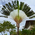 Ravenala Madagascariensis - 10ks semien