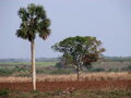 Sabal Domingensis výška 140-200cm