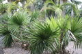 PALMA SABAL MINOR