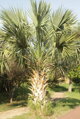 Sabal Palmetto semenáč 2Lt.