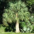 Sabal Palmetto semenáč 2Lt.