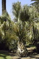 Sabal Palmetto semenáč 2Lt.
