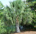 Sabal Palmetto semenáč 2Lt.