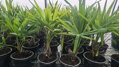 Trachycarpus Bulgaria (Plovdiv) semenáč 2Lt.