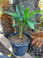 Trachycarpus Fortunei kmeň 5-10cm,  40-50cm výška