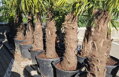 Trachycarpus Fortunei Galícia Lugo hrubé kmene výška 80-100cm