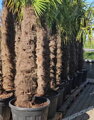 Trachycarpus Fortunei Galícia Lugo hrubé kmene výška 140-160cm