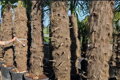 Trachycarpus Fortunei Galícia Lugo hrubé kmene výška 270-330cm