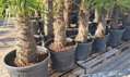 Trachycarpus Fortunei Galícia Lugo hrubé kmene výška 60-80cm