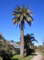 Jubaea Chilensis 200-250 cm, kmeň 60 cm