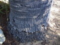 Jubaea Chilensis 200-250 cm, kmeň 60 cm