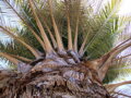 Jubaea Chilensis 200-250 cm, kmeň 60 cm