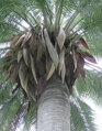 Jubaea Chilensis 200-250 cm, kmeň 60 cm