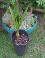 Jubaea Chilensis 200-250 cm, kmeň 60 cm