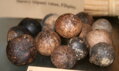 Jubaea Chilensis 200-250 cm, kmeň 60 cm