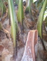 Jubaea Chilensis 200-250 cm, kmeň 60 cm
