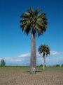 Jubaea Chilensis 200-250 cm, kmeň 60 cm