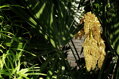 Trachycarpus Fortunei Galícia Lugo 120-150 cm