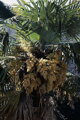 Trachycarpus Fortunei Galícia Lugo 120-150 cm