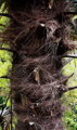 Trachycarpus Fortunei Galícia Lugo 120-150 cm