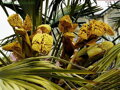 Trachycarpus Fortunei Galícia Lugo 120-150 cm