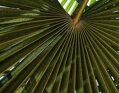 Trachycarpus Fortunei Galícia Lugo 120-150 cm