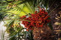 Trachycarpus Fortunei Galícia Lugo 120-150 cm
