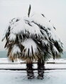 Trachycarpus Fortunei Galícia Lugo 120-150 cm