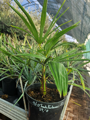 Trachycarpus Fortunei semenáč 5Lt.