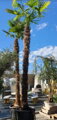 Trachycarpus fortunei kmeň 290-350cm, 450cm a viac výška