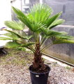 Trachycarpus wagnerianus kmeň 170cm výška celkom 235-255cm